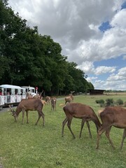 Obraz premium Biches, Réserve de Beaumarchais, Autrèche, France
