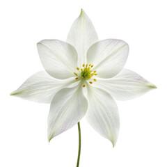 Fototapeta premium Epimedium flower png heart-shaped foliage bloom png shade garden plant png colorful perennial flower png woodland bloom png transparent background image