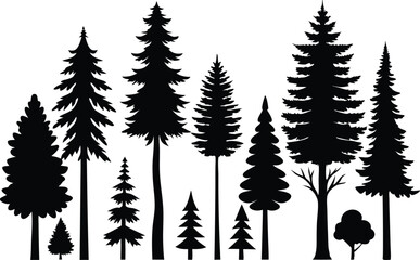 Fototapeta premium Silhouettes of evergreen trees in a forest setting