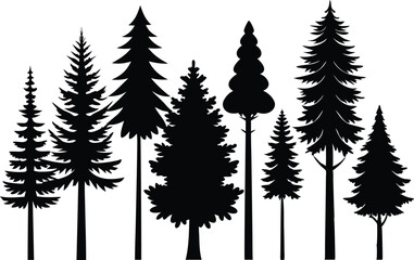 Fototapeta premium Silhouettes of evergreen trees in a forest setting