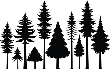 Fototapeta premium Silhouettes of evergreen trees in a forest setting