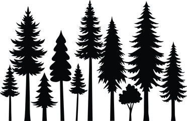 Fototapeta premium Silhouettes of evergreen trees in a forest setting