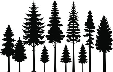 Fototapeta premium Silhouettes of evergreen trees in a forest setting