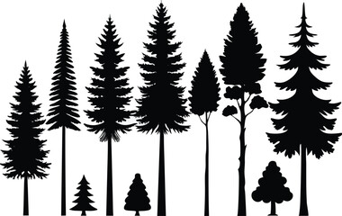 Fototapeta premium Silhouettes of evergreen trees in a forest setting