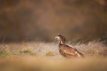 White tailed eagle ( Haliaeetus albicilla)