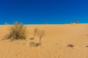 Landscape of the sand dunes of the Kyzylkum Desert,  Uzbekistan
