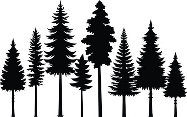 Fototapeta premium Silhouettes of various evergreen trees in a forest