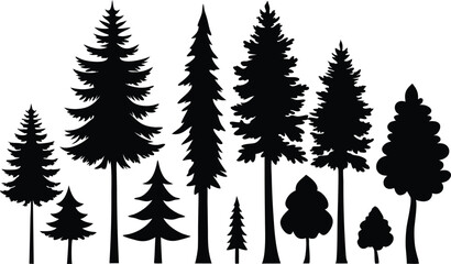 Fototapeta premium Silhouettes of various evergreen trees in a forest