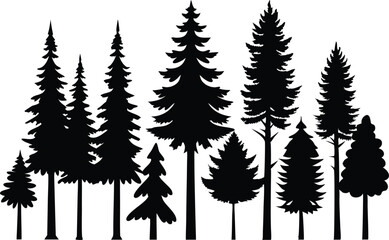 Fototapeta premium Silhouettes of evergreen trees in a forest