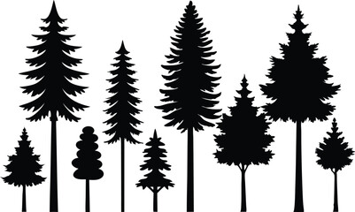 Fototapeta premium Silhouettes of various evergreen trees in a row