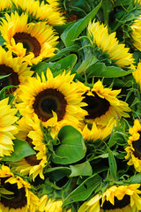 Bunch of sunflowers in bloom