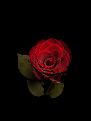 red rose on black background