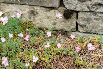 Dianthus Subacaulis plant in Saint Gallen in Switzerland 24.5.25
