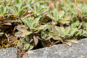 Mountain rock cress or Arabis Caucasica plant in Saint Gallen in Switzerland 24.5.25