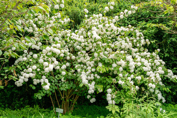 Viburnum Plicatum plant in Saint Gallen in Switzerland 24.5.25