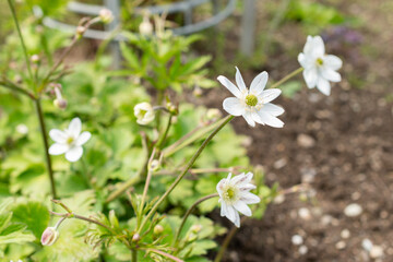 Woodland windflower or Anemone Leveillei plant in Saint Gallen in Switzerland 24.5.25