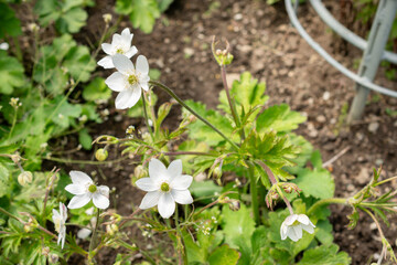 Woodland windflower or Anemone Leveillei plant in Saint Gallen in Switzerland 24.5.25