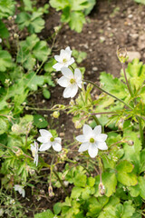 Woodland windflower or Anemone Leveillei plant in Saint Gallen in Switzerland 24.5.25