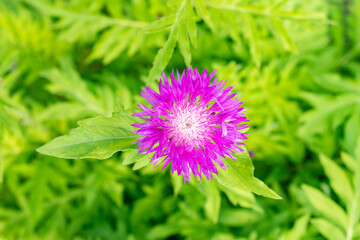 Centaurea Dealbata plant in Saint Gallen in Switzerland 24.5.25