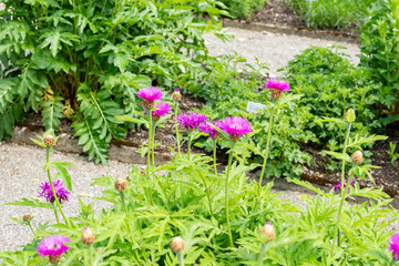 Centaurea Dealbata plant in Saint Gallen in Switzerland 24.5.25