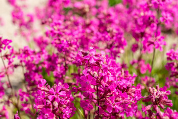Clammy campion or Silene Viscaria plant in Saint Gallen in Switzerland 24.5.25