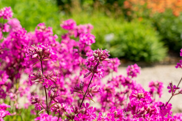 Obraz premium Clammy campion or Silene Viscaria plant in Saint Gallen in Switzerland 24.5.25