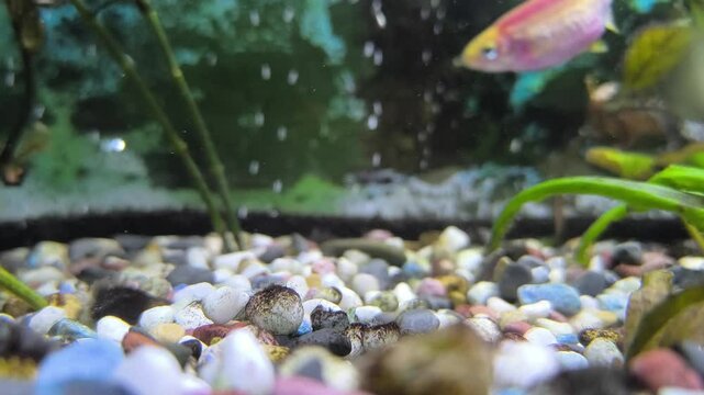 Fish eat food in the aquarium
