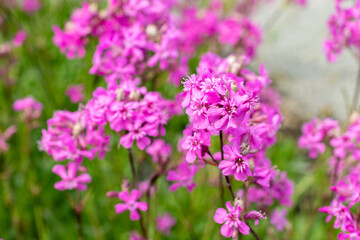 Clammy campion or Silene Viscaria plant in Saint Gallen in Switzerland 24.5.25