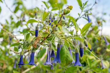 Blue angel trumpet or Iochoma Australe plant in Saint Gallen in Switzerland 24.5.25