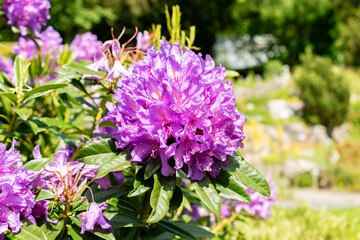 Rhododendron Ponticum plant in Saint Gallen in Switzerland 24.5.25