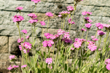 Silene Flos-Jovis plant in Saint Gallen in Switzerland 24.5.25