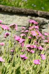 Obraz premium Silene Flos-Jovis plant in Saint Gallen in Switzerland 24.5.25