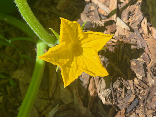 yellow zucchini flower on the ground
