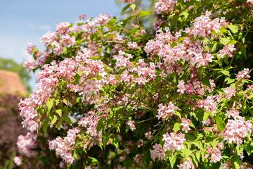 Beauty bush or Kolkwitzia Amabilis plant in Saint Gallen in Switzerland 24.5.25