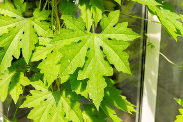 Bitter melon or Momordica Charantia plant in Saint Gallen in Switzerland 24.5.25