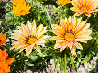 Gazania flowers in Saint Gallen in Switzerland 24.5.25