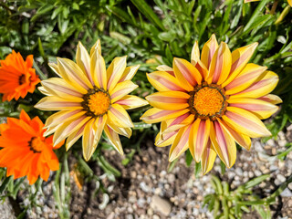 Gazania flowers in Saint Gallen in Switzerland 24.5.25