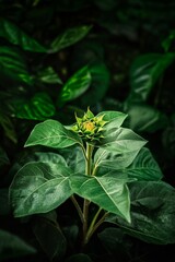 Obraz premium Vibrant Green Plant With Intricate Leaves Capturing Natural Beauty in Close-Up.