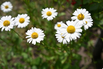 Fototapeta premium White flowers. Daisies in the field. Photo 3