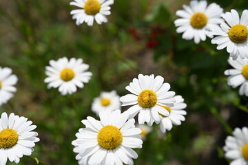 White flowers. Daisies in the field. Photo 2