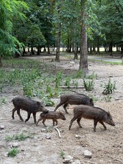 Marcassins, Réserve de Beaumarchais, Autrèche, France
