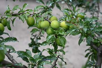 Summer. A branch of green plums. Photo 6