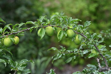 Summer. A branch of green plums. Photo 4