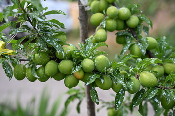 Summer. A branch of green plums. Photo 1