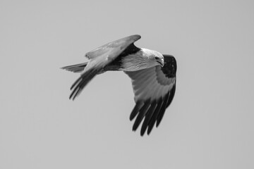 Monochrome image of a brahminy kite in flight.