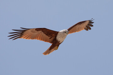 A beautiful brahminy kite flying in the blue skies above the shores of Mannar island.