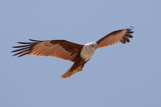 A beautiful brahminy kite flying in the blue skies above the shores of Mannar island.