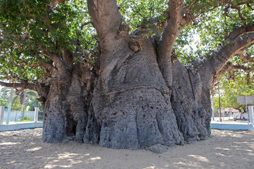 The textured bark of the oldest baobab tree in South Asia located in Pallimunai, Mannar.