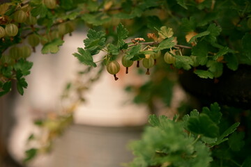 Summer, country house, berries. Amber gooseberries on the bush. Photo 2