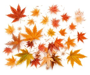 Fototapeta premium Autumn forest maple tree background nature tree aesthetic 